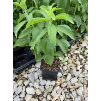 Sweet Herb Stevia Plants